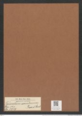 Triceratium excentricum Grove et Sturt. (de-Toni-Nr.: Genus 140, Species 3739) Zeichnungen Sammlung Grunow Mappe 03843 (Herbarium_W_Grunow_drawings_Folder_03843)